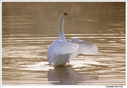 Mute-Swan-flapping-1